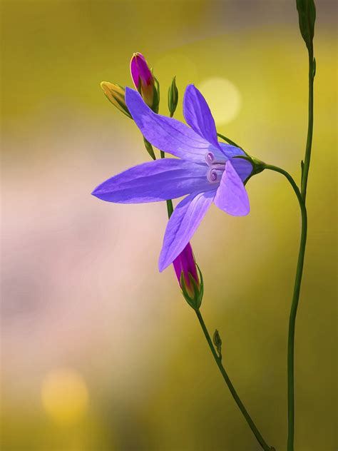 Flor Campânula Campânulas Botões - Foto gratuita no Pixabay - Pixabay