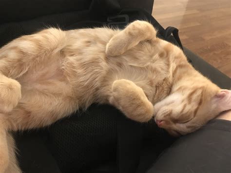 Fluffy belly : r/kittens