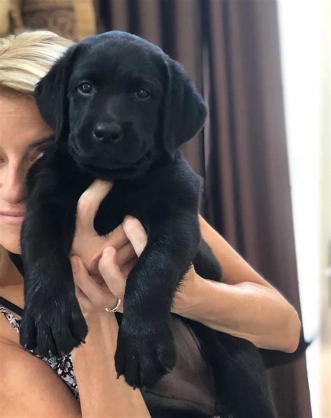 Black Lab Puppy 8 Weeks