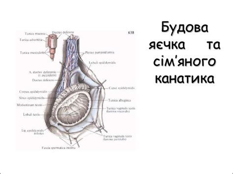 Будова та розвиток чоловічих і жіночих статевих органів - презентация ...