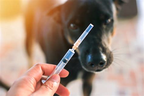 DHPP or 5-in-1 vaccine for dogs