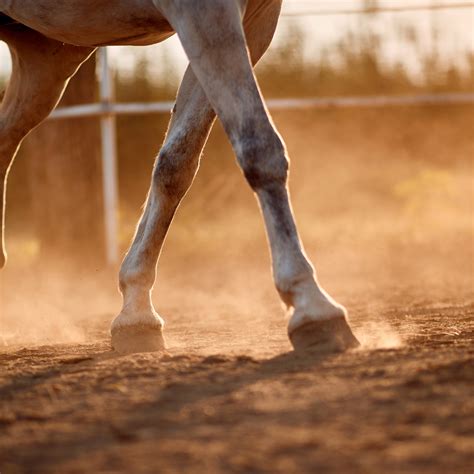 Essential Tips for Horse Hoof Care: A Guide for Horse Owners ...