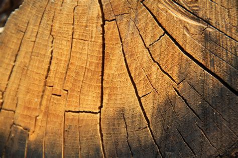 wood close  tree trunk  photo  pixabay pixabay