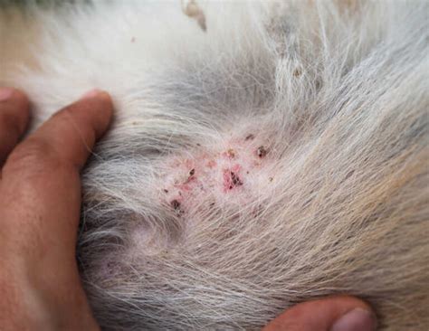 12 Pictures of Folliculitis in Dogs With Veterinarian Info