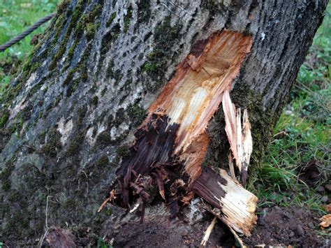 Root Diseases: Phytophthora Root Rot - Iron Tree - Tree Knowledge Base