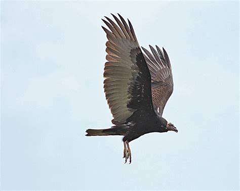 Ann Brokelman Photography: Juvenile Turkey Vulture - gray/black face ...