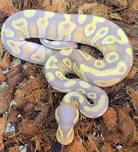 banana mojave yellow belly ball python  kicks balls morphmarket