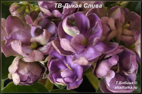 ТВ-Дикая Слива - Фиалки на Алтае