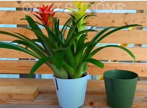 Guzmania květina: znamení a pověry, které přinášejí do domu