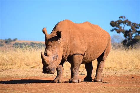 On World Rhino Day, learn how you can help save rhinos | Century 21