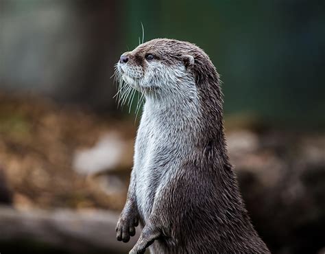 2,000+ Free Otter Habitat & Otter Images - Pixabay