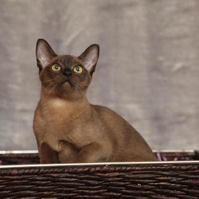 Burmese Cat Stock Photos, Images and Backgrounds for Free Download