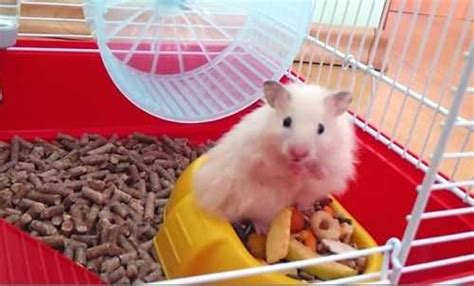 Хомячки домашние | ЗООМИР | Hamster, Animals