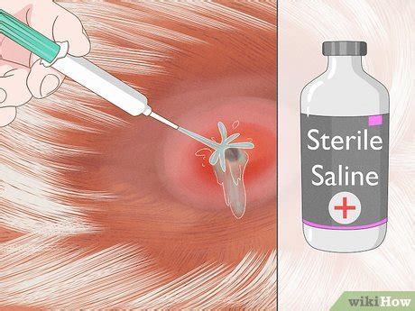 how to get rid of a botfly in a dog