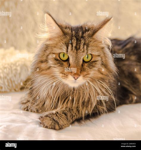 Norwegian Forest Cat, long-haired cat installed comfortably on the sofa ...