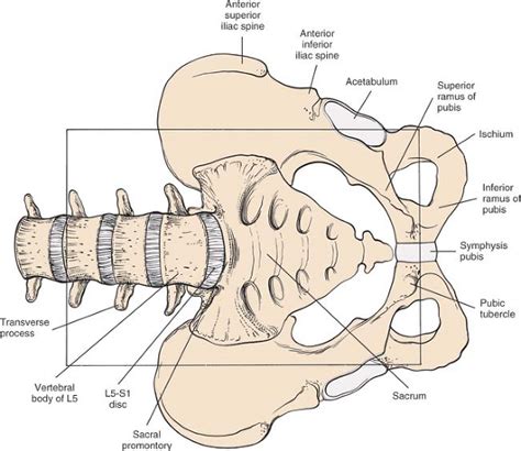 The Spine | Musculoskeletal Key