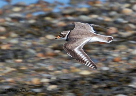 ringed plover bird   sandra palme