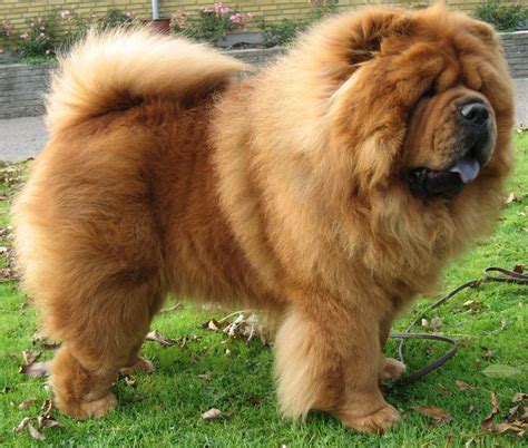 red beauty yep this one is identical to Tai Chi also over 100 lbs of ...