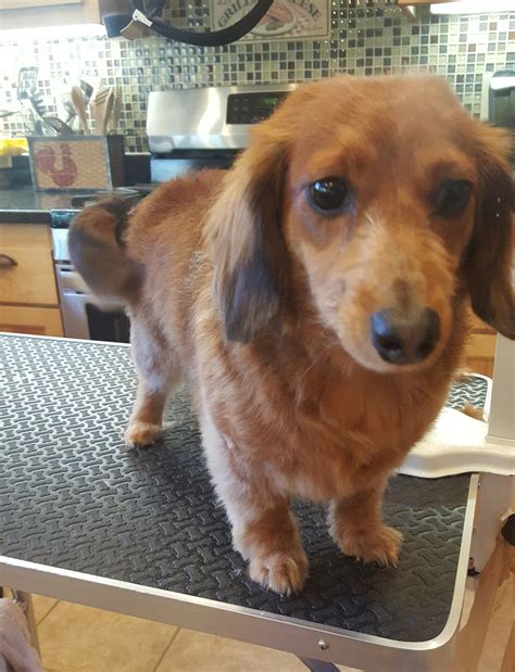 Adorable Long Hair Dachshund