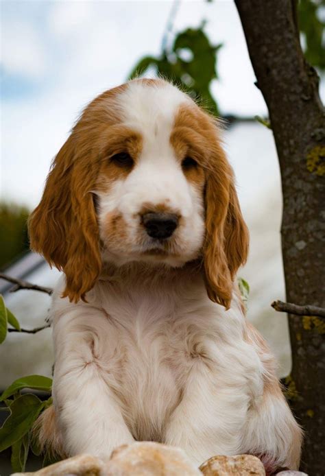 Spaniel Breeds, Spaniel Puppies, Dogs And Puppies, Doggies, I Love Dogs