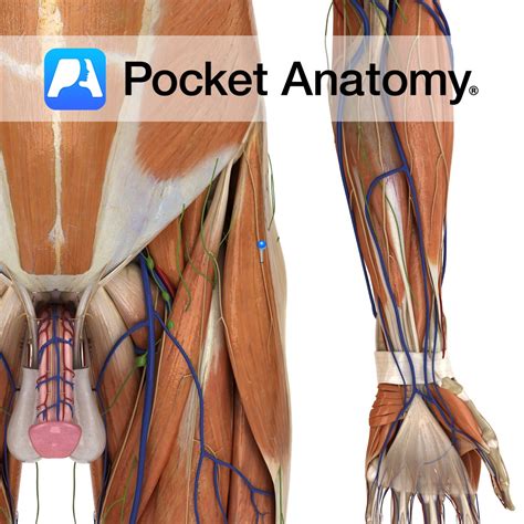 Lateral femoral cutaneous nerve - Pocket Anatomy