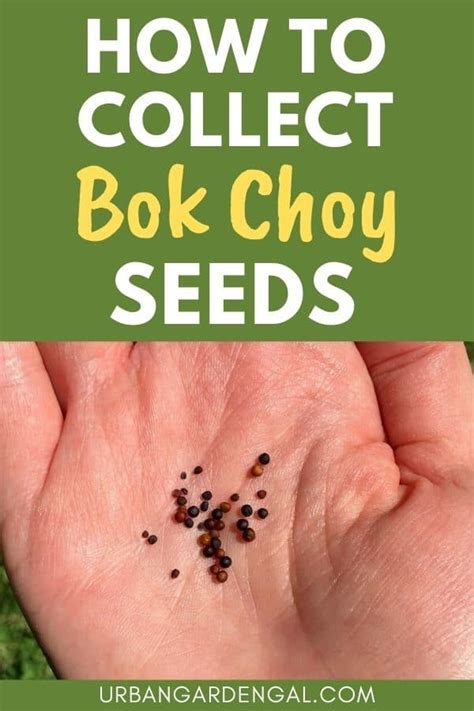 How to Collect Bok Choy Seeds - Urban Garden Gal