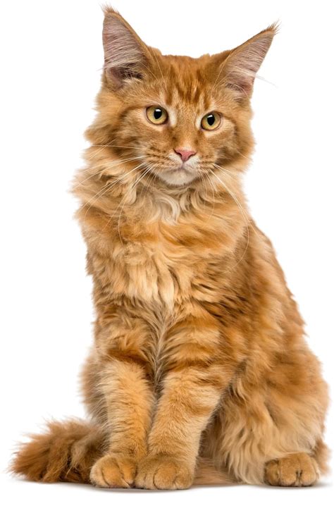 whats  biggest domestic cat breed discover  giant felines cat