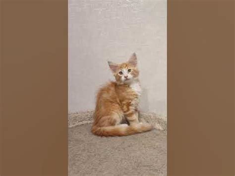 Норвежский лесной котенок Купидон Kupidon On Fashion Peak, 2,5 месяца ...