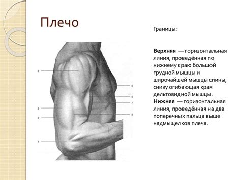 Топографическая анатомия и оперативная хирургия верхней конечности ...
