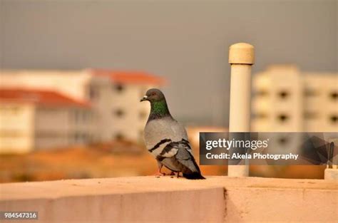 152 Piegon Stock Photos, High-Res Pictures, and Images - Getty Images