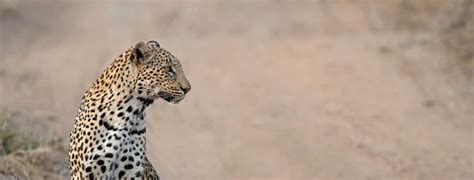 Thornybush Game Reserve | South Africa | Wild Safari Guide