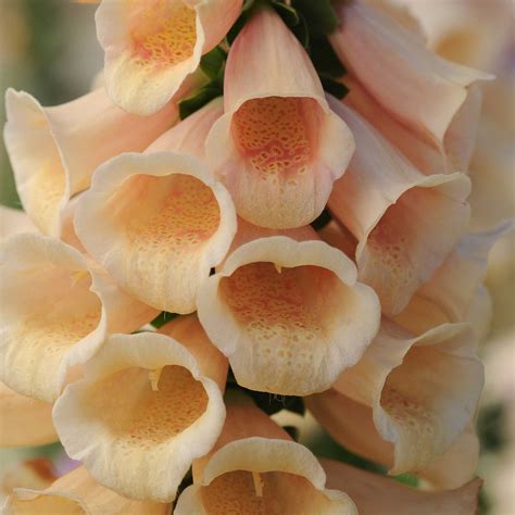 Foxglove Seeds - Dalmatian Peach | Flower Seeds in Packets & Bulk