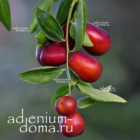 Ziziphus JUJUBA (Зизифус, Жужуба, Унаби): купить 2 семени c доставкой ...