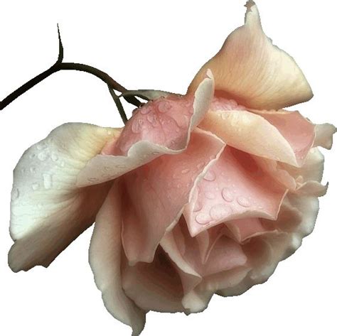 (ﾉ´ヮ`)ﾉ*: ･☻ | Belas rosas vermelhas, Flores bonitas, Pintura em tela ...