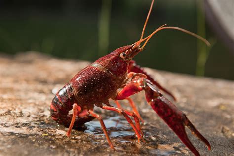 signal crayfish eat  joel morton blog
