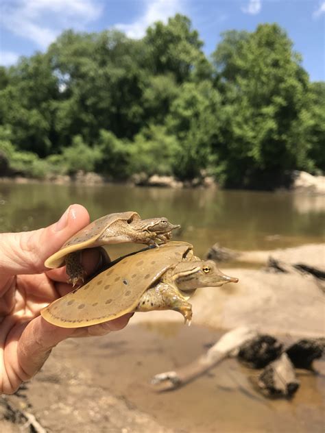 Spiny Softshell – Reptiles and Amphibians of Mississippi