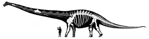 Meet Dreadnoughtus, the 65-ton dinosaur | Ars Technica