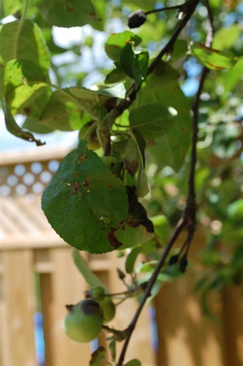 Apple tree with brown leaves and black bark - Gardening & Landscaping