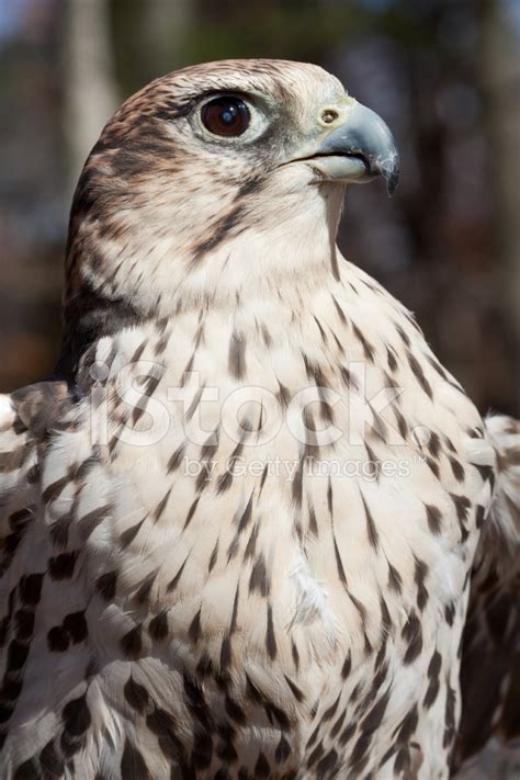 Saker Falcon Stock Photo | Royalty-Free | FreeImages