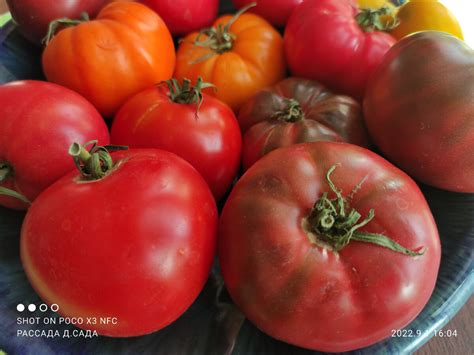 Записала все самые вкусные сорта помидоров этого года. Спасибо ...