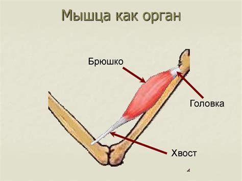 Скелетные мышцы. Общие закономерности строения и функций - презентация ...