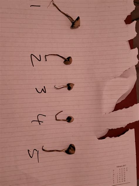 Went on my second forage today armed with some knowledge from this sub