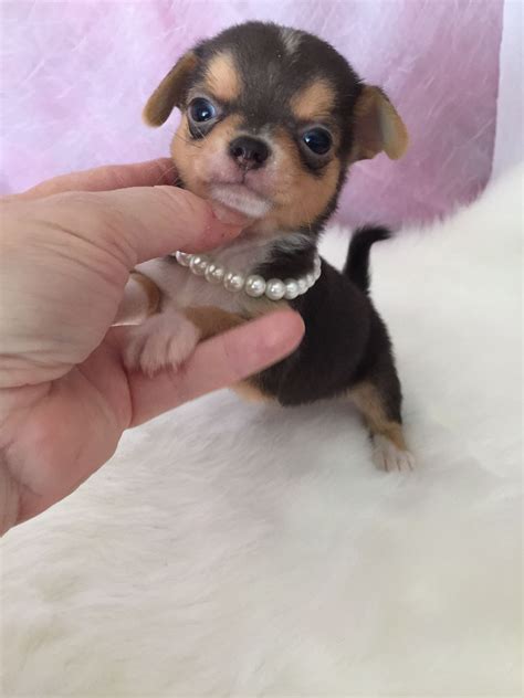 Teacup Chihuahua Puppies for Sale
