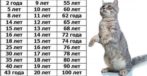 Как узнать возраст кошки - "Добрый-Совет.Ru"