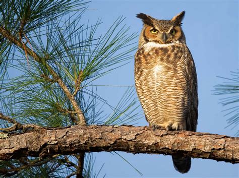 creature feature  predatory great horned owl forest preserve