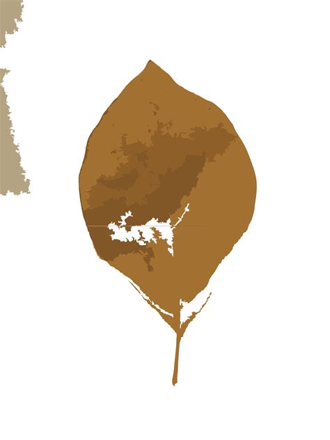 Download Fall Leaves From Missouri Trees 2 SVG | FreePNGimg