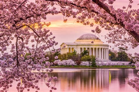 Cherry Blossom Season In Washington Dc - Blajewka