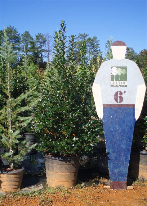 Ilex 'Nellie R. Stevens' Archives - Hunter Trees, LLC