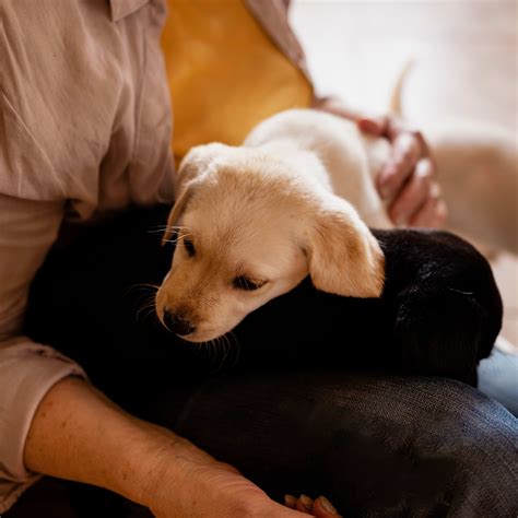 Should You Wake a Dog From a Nightmare? A Vet Weighs In - Parade Pets