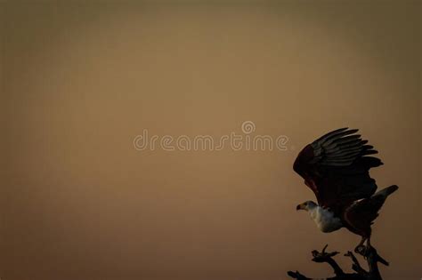 African Fish Eagle Crouches on Tree Stump Stock Image - Image of tree ...